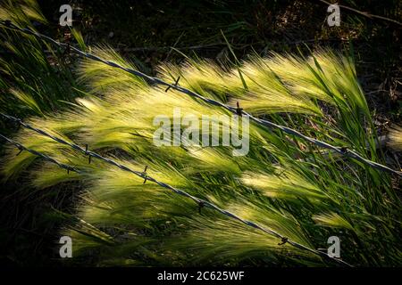 Herbe haute sur le bord de la ferme soufflant dans le vent avec le fil barbelé. Banque D'Images