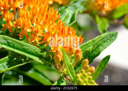 Fleurs orange fantastiques d'une mouflée de beurre (intérieur de l'Asclepias tuberosa), Ottawa (Ontario), Canada. Aucun signe de chenilles monarch :( Banque D'Images