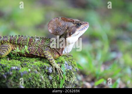 Gros plan d'un basilisque occidental ou à tête rouge (Basiliscus galeritus), une espèce endémique du nord-ouest de l'Amérique du Sud, sur l'île de Gorgona, en Colombie. Banque D'Images