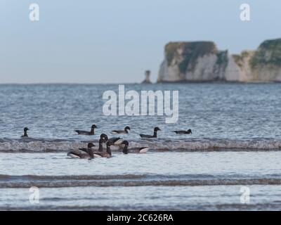 Brent Goose (Branta bernicla) groupe de natation juste au large pour accéder à des lits d'herbe de mer (marina de Zostera) comme ils deviennent exposés sur une marée descendante, Dorset Banque D'Images