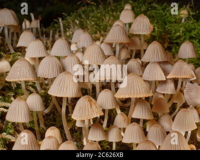 Les filets de fées / champignons de la cape des fées (Coprinellus dissélatus) croissent sur une bûche pourrie, Lower Woods, Gloucestershire, Royaume-Uni, octobre. Banque D'Images
