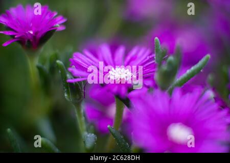 Gros plan macro photographie d'une fleur de glace Banque D'Images