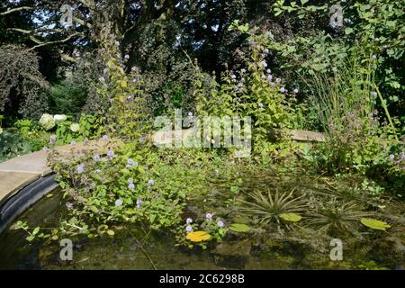 Menthe (Mentha aquatica) fleurit dans un étang de jardin conçu et planté pour attirer la faune, Wiltshire, Royaume-Uni, septembre. Banque D'Images