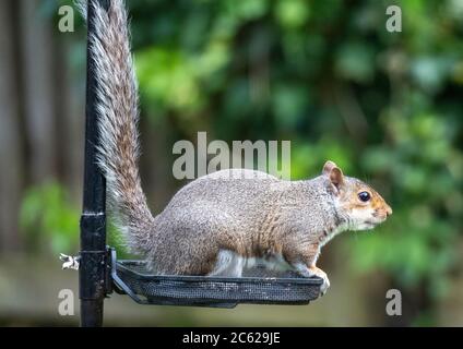 Le Squirrel gris ( sciurus carolinessis) sur un mangeoire à oiseaux, Écosse, Royaume-Uni Banque D'Images