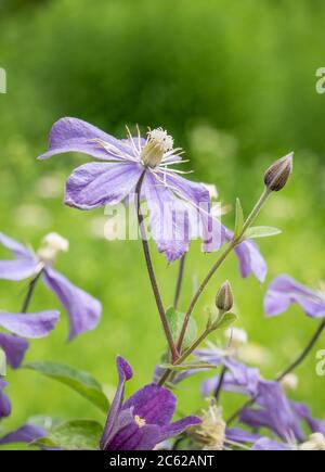 Fleur pourpre clématis arabella avec fond vert flou. Banque D'Images