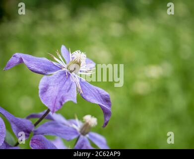 Fleur pourpre clématis arabella avec fond vert flou. Banque D'Images