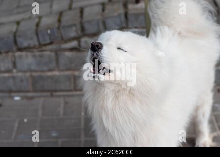 Chien de Samoyed dans la rue avec des signes de rage Banque D'Images