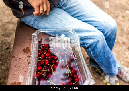 Gros plan de nombreuses cerises immergées dans un bac en plastique recyclé rempli de fruits propres lavés à l'eau avec un homme assis au terrain de camping de la table de pique-nique Banque D'Images