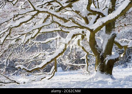 Neige sur chêne, Newlands Corner, Surrey, UK Banque D'Images