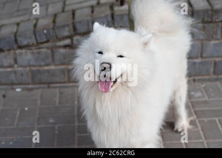 Chien de Samoyed dans la rue avec des signes de rage Banque D'Images