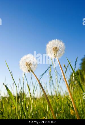 Pissenlit, Taraxacum, têtes de graines. ROYAUME-UNI Banque D'Images