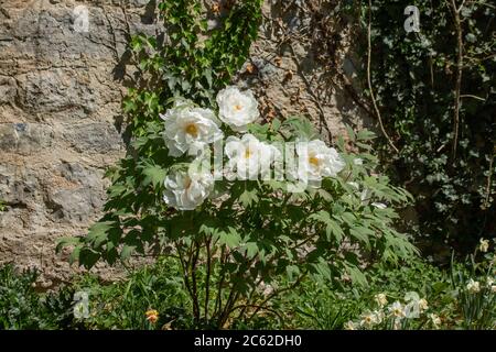 Fleurs blanches d'une pivoine japonaise ou d'arbre, Paeonia suffruticosa ou Strauch Pfingstrose Banque D'Images