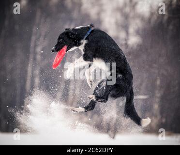 Border collie en saut avec le disque dans le parc d'hiver Banque D'Images