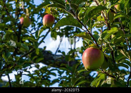 Manufaktur Jörg Geiger, Schlat, Allemagne. 'Pomme de cloche de Swiss': Les anciennes variétés comme la pomme de cloche de Suisse sont bien tolérées. L'origine de toutes les allergies aux pommes réside dans le croisement avec le Delicius. Il est particulièrement bien connu pour sa longue durée de conservation. Il est fatal que cette bonne qualité soit enseignée à toutes les autres variétés. En conséquence, il n'y a guère de pommes acceptables dans le supermarché pour les personnes souffrant d'allergies Banque D'Images