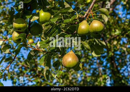 Les fruits de la PriSecco poussent sur le verger de prairie pour le Manufaktur Jörg Geiger, Schlat, Allemagne Banque D'Images