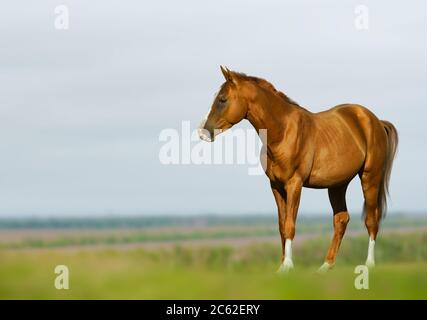 Jeune cheval de châtaigne dans le champ en été Banque D'Images