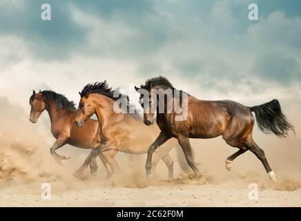 De magnifiques chevaux de baie qui s'exécutent dans le désert en toute liberté Banque D'Images