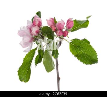 Vue latérale des pommes roses fleuries avec branche de feuilles vertes, isolée sur fond blanc. Banque D'Images