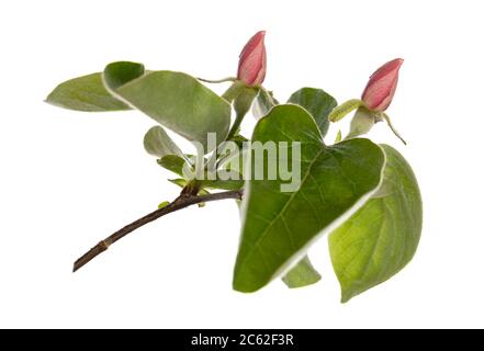 Vue latérale des pommes roses fleuries avec branche de feuilles vertes, isolée sur fond blanc. Banque D'Images