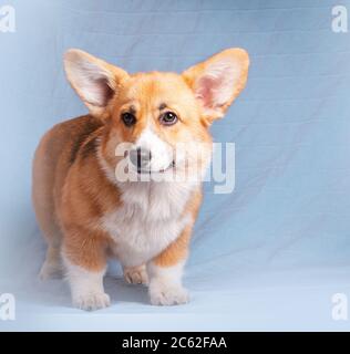 Joli chien gallois en corgi posé à l'intérieur Banque D'Images