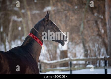 Bel étalon akhal-teke en alaja, équipement traditionnel de cheval de turkmenian Banque D'Images