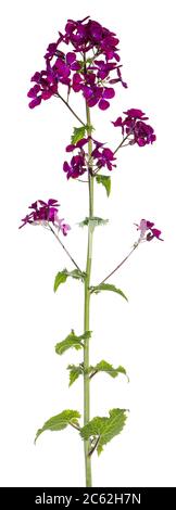 Vue latérale de la branche rose / violet Lunaria annua en fleurs. Isolé sur fond blanc. Banque D'Images