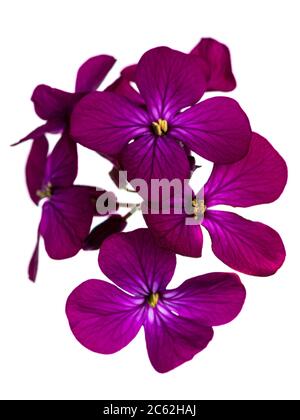 Vue de dessus de la branche rose / violet Lunaria annua floraison. Isolé sur fond blanc. Banque D'Images