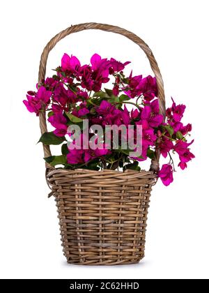 Panier brun avec plante rose bougainvillea en fleurs, isolée sur fond blanc. Banque D'Images