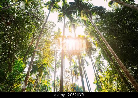 Goa, Inde. Auvent ensoleillé de palmiers. Branches supérieures de bois dans la forêt de Jungle. Vue en angle bas. Vue en bas grand angle du grand arbre de palmier, ciel Banque D'Images