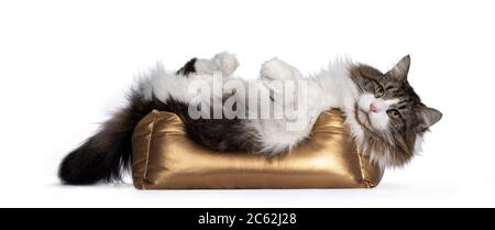 Joli tabby noir avec Forestcat norvégien blanc adulte, paresseux sur le dos avec des pattes dans l'air dans le panier doré. Regarder à côté de l'appareil photo avec les yeux verts Banque D'Images
