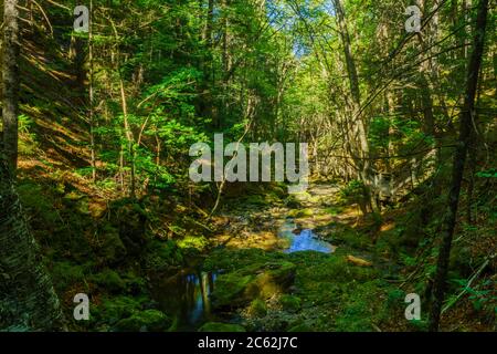 Vues le long du sentier des chutes Dickson, dans le parc national Fundy, Nouveau-Brunswick, Canada Banque D'Images