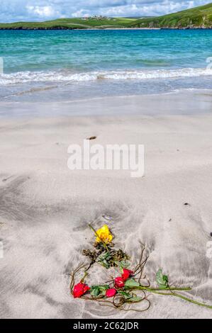 Les restes de fleurs d'un bouquet de roses rouges et jaunes délavés sur une plage mélangée à des algues. À Spiggie Beach, dans le sud de la Mainland, Shetland. Banque D'Images