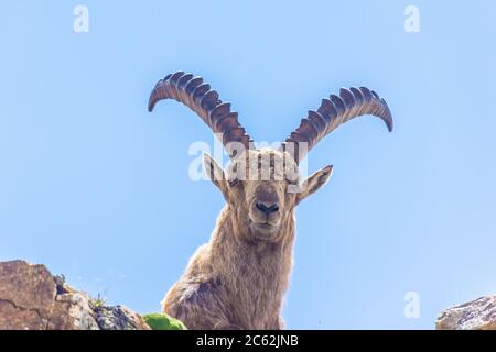 Bel ibex alpin dans les montagnes enneigées du parc national de Gran Paradiso en Italie Banque D'Images