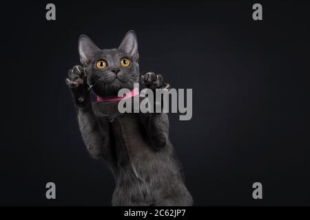 Photo de tête d'adorable chaton Korat, assis sur des pattes arrière face à l'avant. Regarder vers le haut/au-dessus de la caméra avec les yeux orange. Isolé sur fond noir. P Banque D'Images