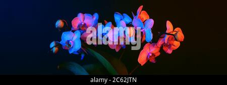 Les fleurs d'orchidées brillantes sont des phalenopsis illuminées par une lumière de néon sur un fond noir. Bannière Banque D'Images