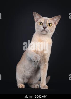 Joli jeune chat birman, assis face à l'avant avec un paw joueur dans l'air. Regarder vers l'appareil photo avec de grands yeux jaunes. Isolé sur fond noir. Banque D'Images