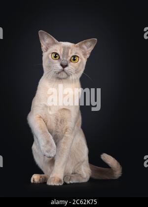 Joli jeune chat birman, assis face à l'avant avec un paw joueur dans l'air. Vue à côté de l'appareil photo avec de grands yeux jaunes. Isolé sur fond noir. Banque D'Images