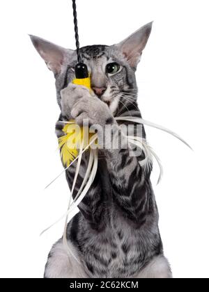 Photo de tête de chat oriental à motif tabby argenté et motif de chaume, assis face à l'avant sur les pattes arrière. Tenir le jouet à plumes jaunes et regarder l'appareil photo Banque D'Images