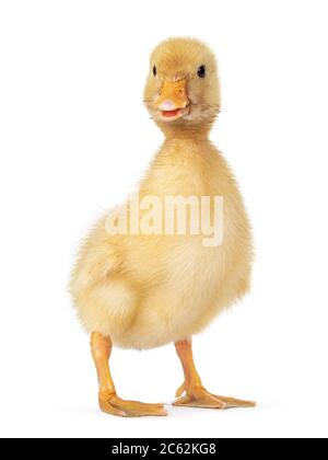 Poussin de canard à Pékin, trois jours, debout sur les côtés. Tête tournée vers l'appareil photo. Isolé sur fond blanc. Bec ouvert. Banque D'Images