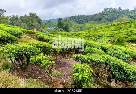 Plantation de thé près de Brinchang, Cameron Highlands, Malaisie Banque D'Images