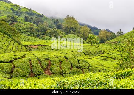 Plantation de thé près de Brinchang, Cameron Highlands, Malaisie Banque D'Images