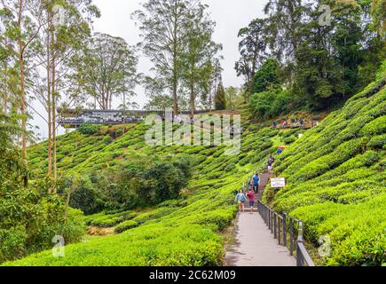 Plantation de thé près de Brinchang, Cameron Highlands, Malaisie Banque D'Images