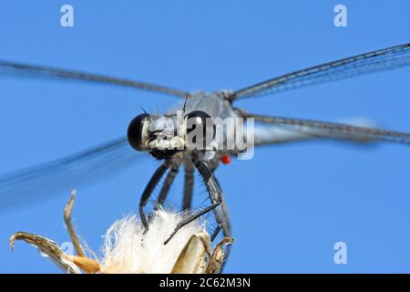 Damselfly - Epallage fatime (Epallage fatime), homme Banque D'Images