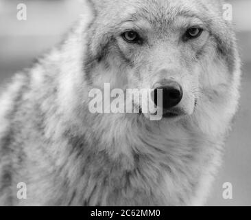 portrait de loup dans les tons noir et blanc Banque D'Images