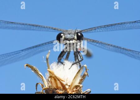 Damselfly - Epallage fatime (Epallage fatime), homme Banque D'Images