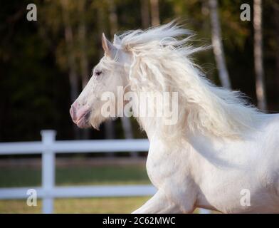 Portrait blanc irlandais en mouvement Banque D'Images