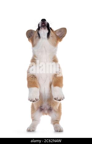 Adorable chien galloise Corgi Pembroke, debout sur des pattes arrière comme le meerkat. Recherche. Isolé sur fond blanc. Banque D'Images