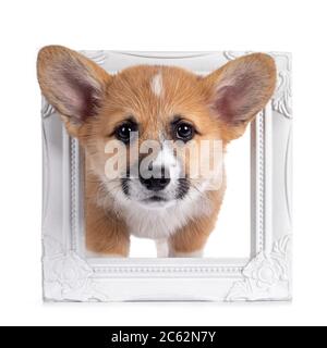 Adorable chien galloise Corgi Pembroke, debout avec la tête à travers le cadre photo blanc. Regarder directement l'appareil photo avec des yeux brillants. Isolé sur b blanc Banque D'Images
