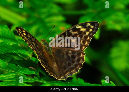 Fritillary, Argynnis paphia, papillon, variante féminine 'valezina', bois, juillet et août, Somerset, Royaume-Uni Banque D'Images