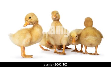 Groupe de mignon 3 jours vieux Pékin conduits debout de côtés vers la caméra. Isolé sur fond blanc. Banque D'Images